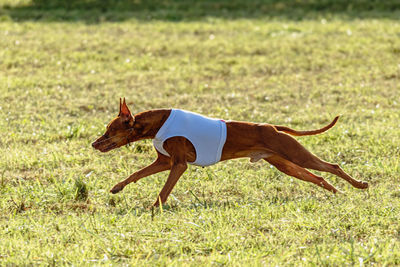 Pharaoh hound dog running in white jacket on coursing green field