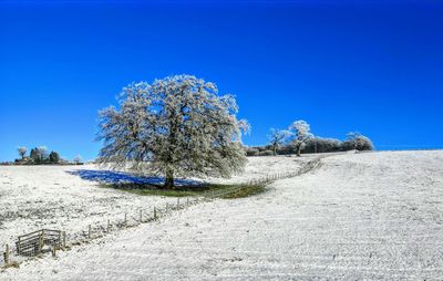 Trees on field against clear blue sky