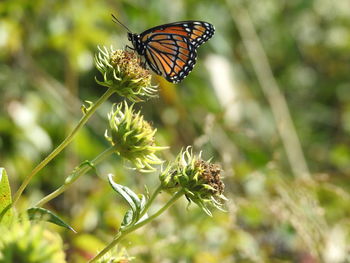 Close-up of butterfly pollinating on flower