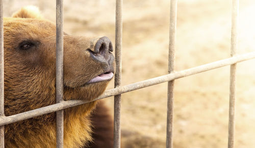 Brown bear in a cage in warm directional light. selective focus. kamchatka peninsula