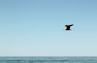 Seagull flying over sea against clear sky