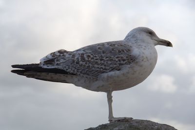 Close-up of seagull perching on rock against sky