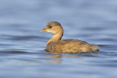 Close-up of duck swimming in lake