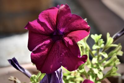 Close-up of purple flowering plant