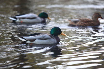 Close-up of duck swimming in lake