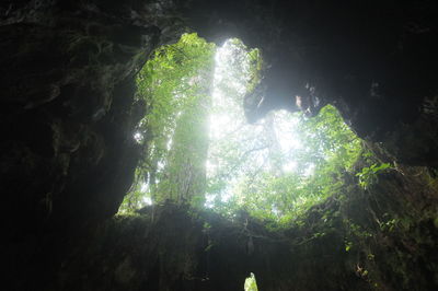 Trees on rocks