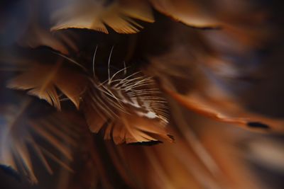 Close-up of feather