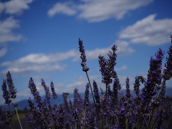 Close-up of purple lavender flowering plants on field against sky