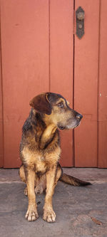 Mutt dog, in front of an old brown door, in tiradentes, mg, brazil.