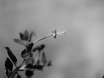 Close-up of wilted plant