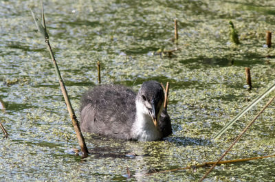 View of duck swimming in lake