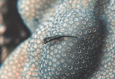 A toothy goby - pleurosicya mossambica - in the red sea, egypt