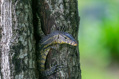 Close-up of lizard on tree trunk