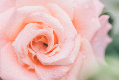 Close-up of wet pink rose