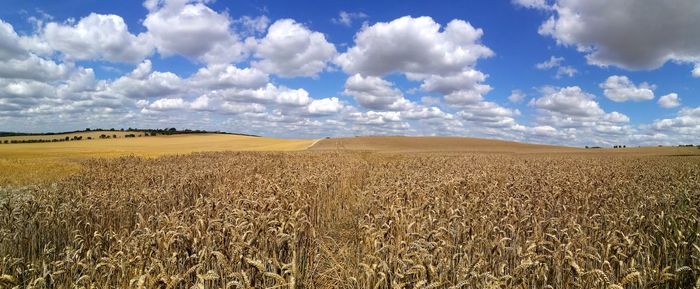 Crop fields on sunny day with blue sky and clouds