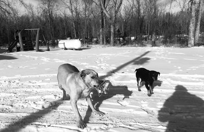 Dogs standing on snow covered land