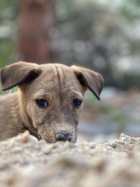 Close-up portrait of dog outdoors