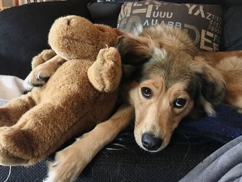Close-up portrait of dog relaxing