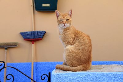 Cat sitting on wall at home