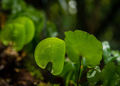 Close-up of green leaves