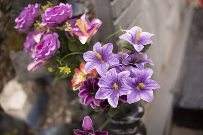 Close-up of purple flowers