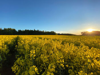 Scenic view of oilseed rape field against sky