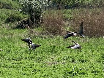 Bird flying over a field