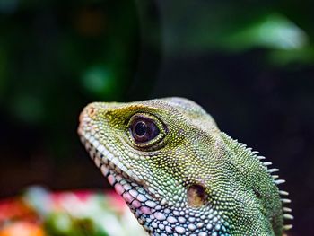 Close-up of lizard