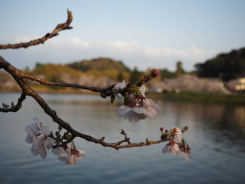 Close-up of cherry blossom by lake against sky