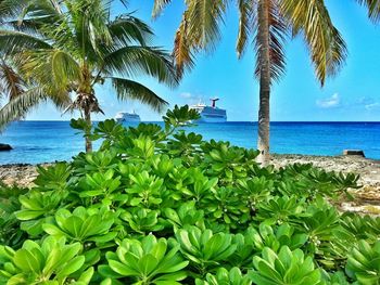 Palm trees on beach