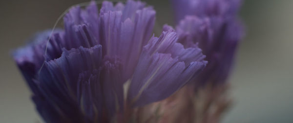 Close-up of purple flower blooming outdoors