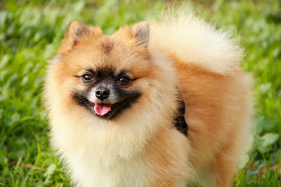 Close-up portrait of dog on field