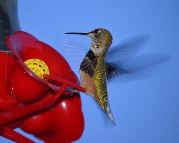 Close-up of bird perching on railing