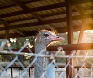 Close-up of bird