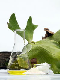 Close-up of fresh green leaves on table against white background