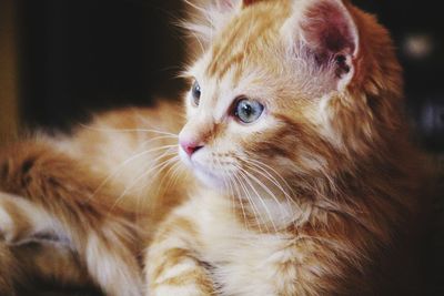 Close-up of a cat looking away