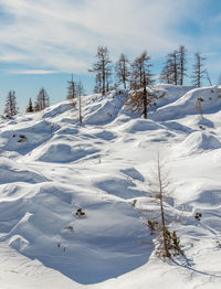 Snow covered land and trees against sky