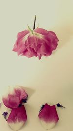 Close-up of pink flowers over white background