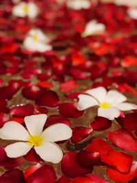 Close-up of white flowering plants