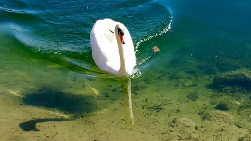 Swan swimming in lake