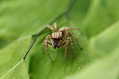 Close-up of spider on leaf