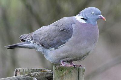 Close-up of bird perching on railing