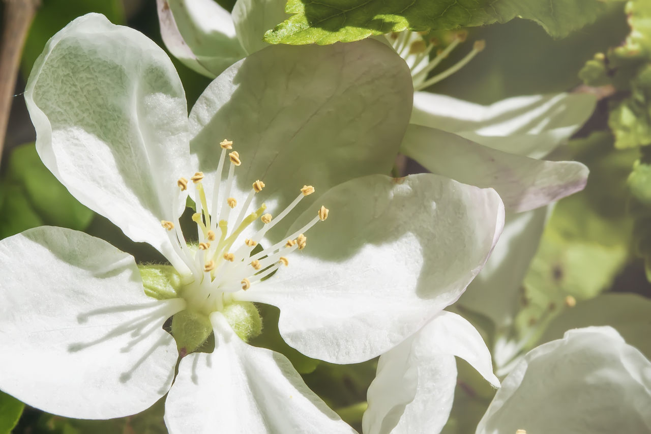 CLOSE-UP OF WHITE ROSE FLOWER