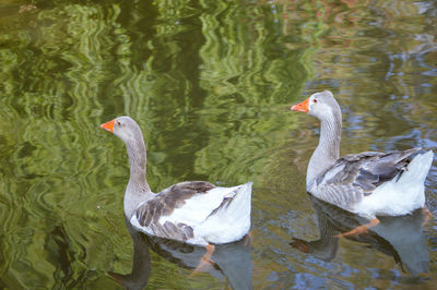 Ducks swimming in lake