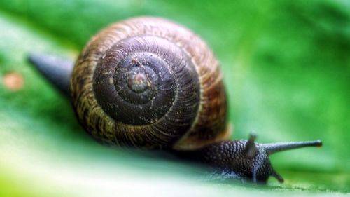 Close-up of snail