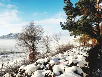 Bare trees on snow covered landscape against sky