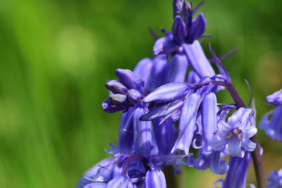 Close-up of purple flowering plant