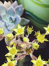 Close-up of yellow flower