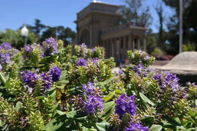 Close-up of purple flowers blooming