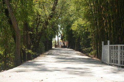 Footpath amidst trees in forest